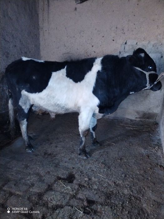 Novos sotiladi sog'lom