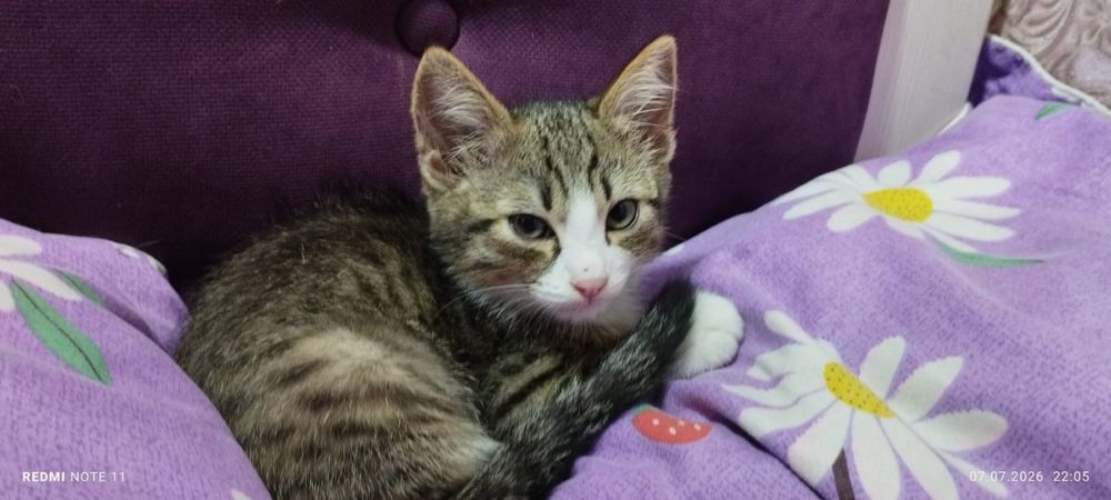 Отдам котенка в добрые руки