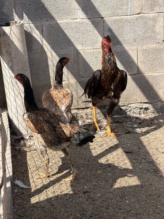 Дакан Шамо Китай цыплята куры бойцовые