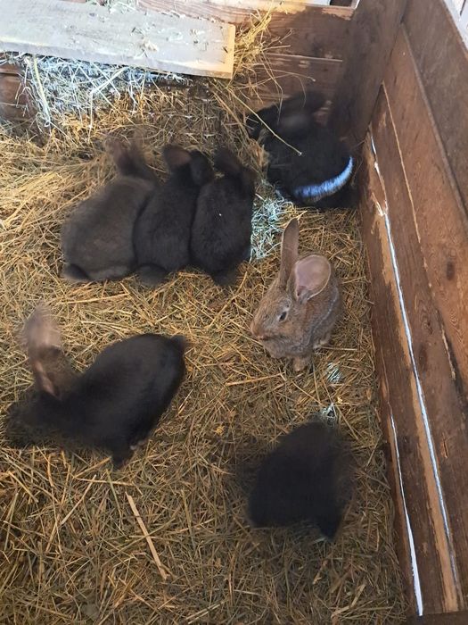 Vand iepuri urias german