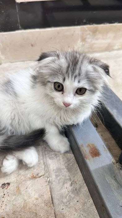 Шотландская вислоухая кошка