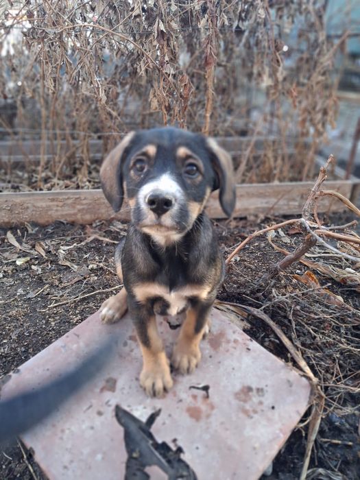 Девочки щенки бесплатно