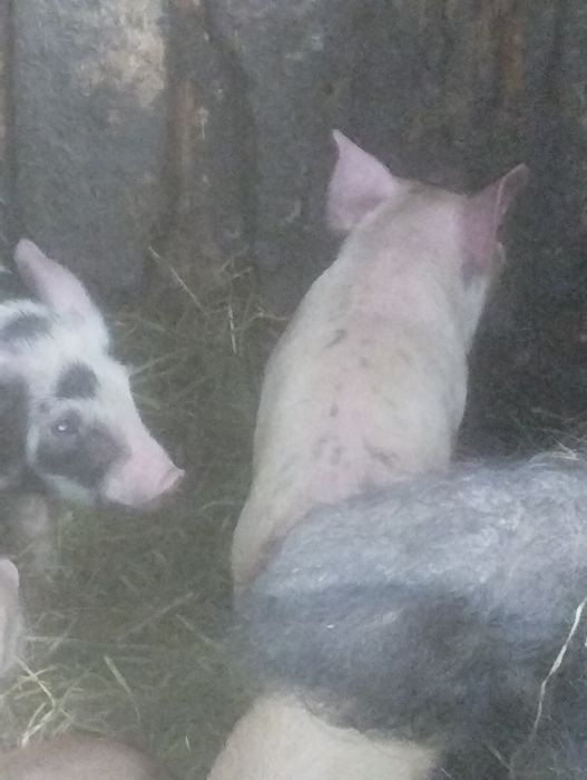 Продам поросят 1 месяц