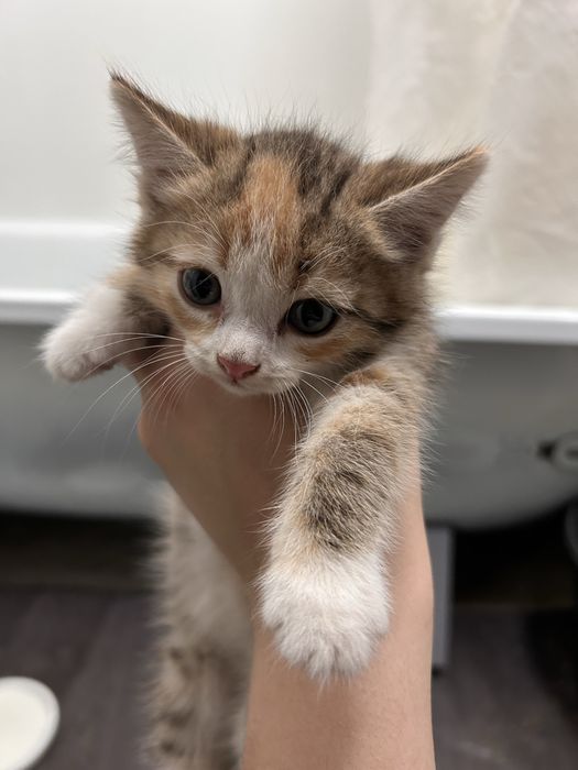 Кошечка ищет дом!