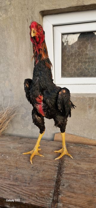 Дакан корпусник линия