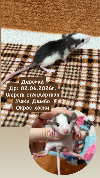Крысята девочки (крысы,крыса,крысенок)