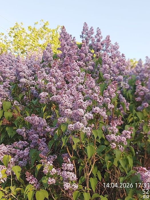 Продам Сирень на срез