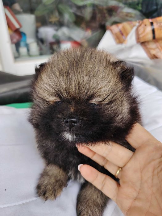 Fetita pomeranian