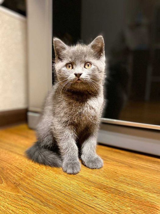 mushuk скоттиш фолд