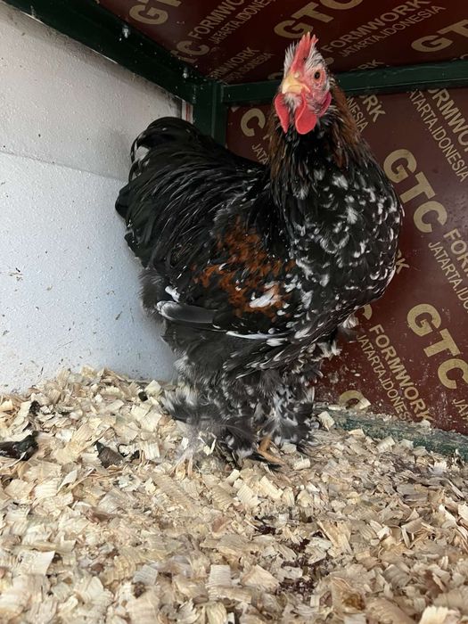 Петел Кохин 5 месеца