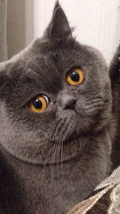 Вязка британского кота