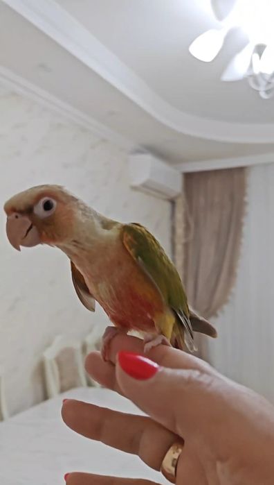 Продаётся ручной попугай.