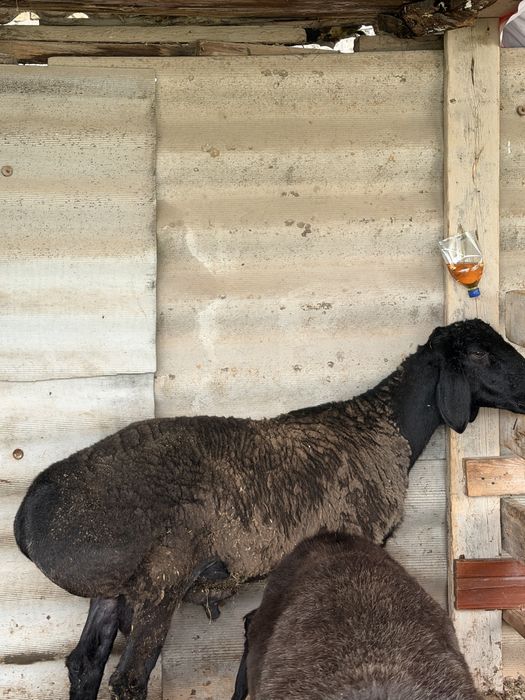 Zotga qochqor soraganlaga