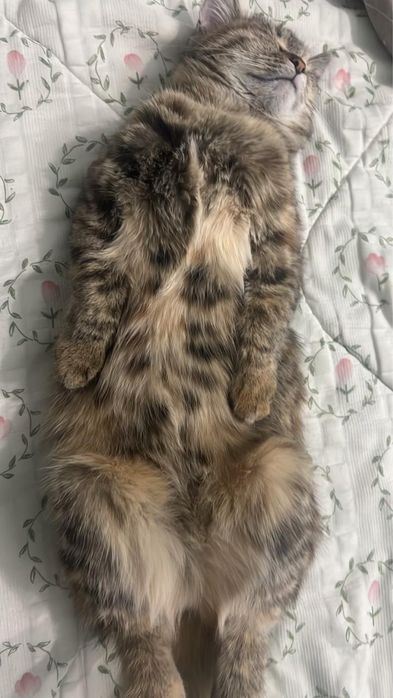 Срочно кошка и два котенка
