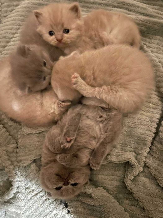 късокосместа британка - клепоухи котенца