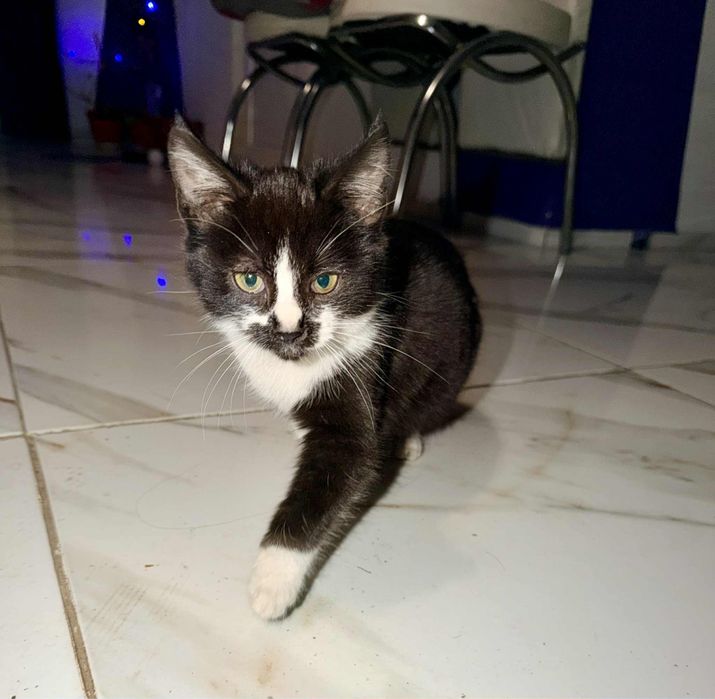 Dau spre adoptie pui de pisica in varsta de 3 luni