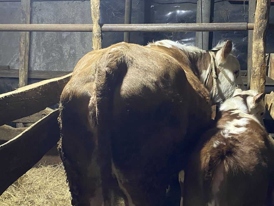 Корова подсосная с теленком