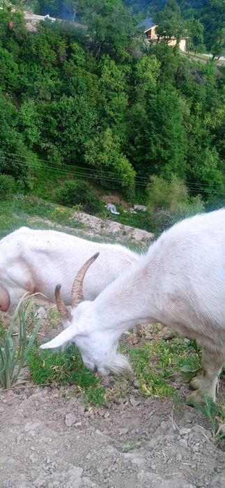 Козы зааненские молодое поголовье