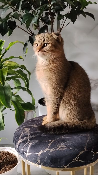 Кошка отдам даром самовывоз