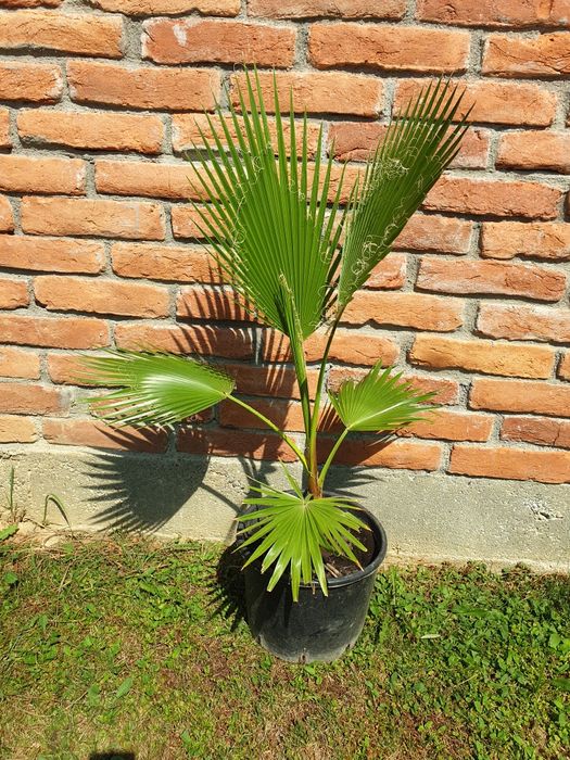 Vand palmier Washingtonia