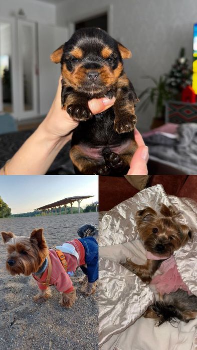 Щенок Йоркширского терьра
