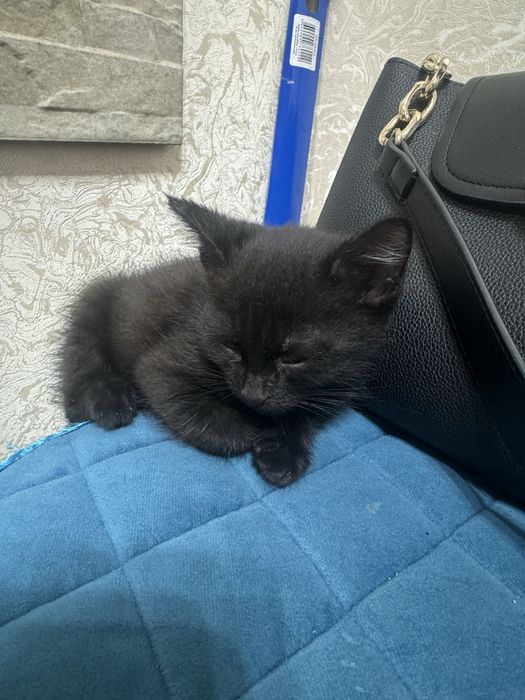 Отдам в хорошие руки котенка мальчик 2 месяца