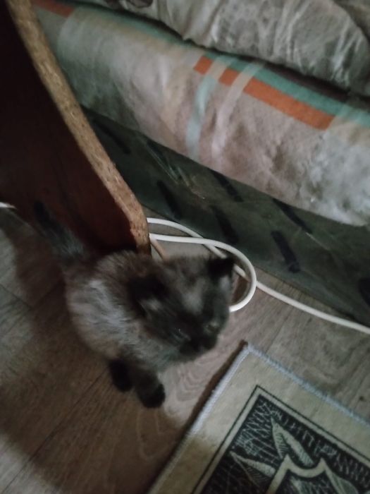 Отдам котят срочно