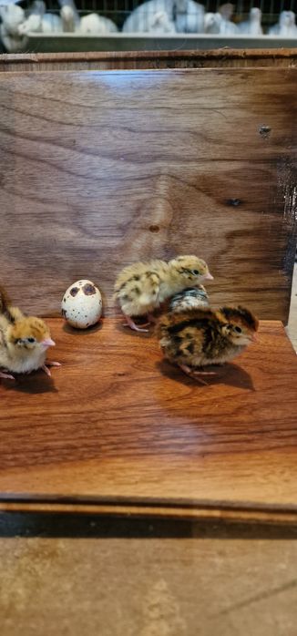 Продам инкубационные яйца перепелов