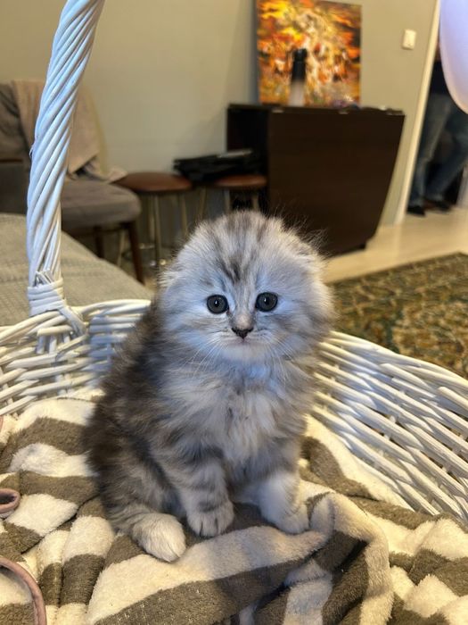 Котята. Шотландцы 25 000