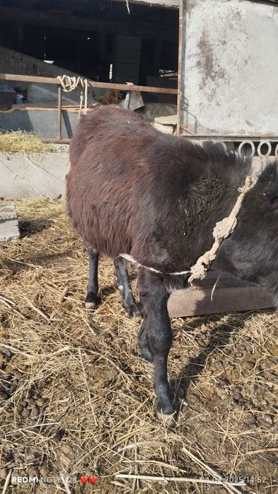 Ишак продам ни дорого хорошые