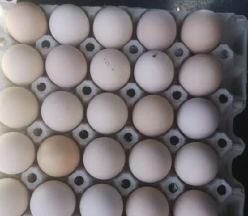 Ouă de găină pentru incubat și de consum