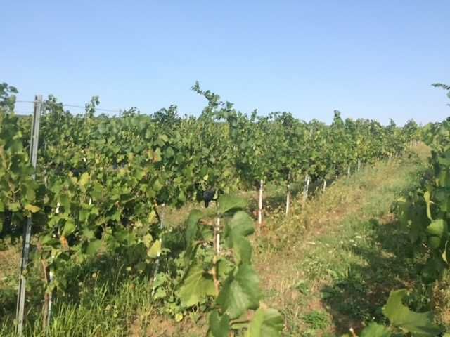 Teren compact cu vita de vie in productie (Pinot Noir)  18,57 Hectare