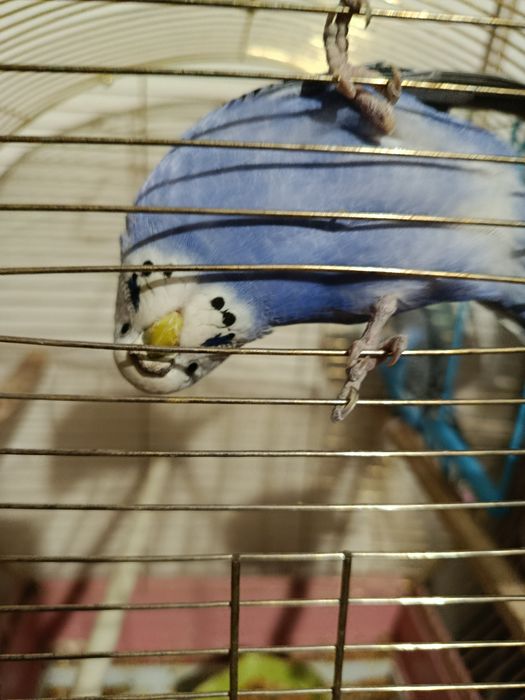 Попугайчики,Самец,самка +Клетка