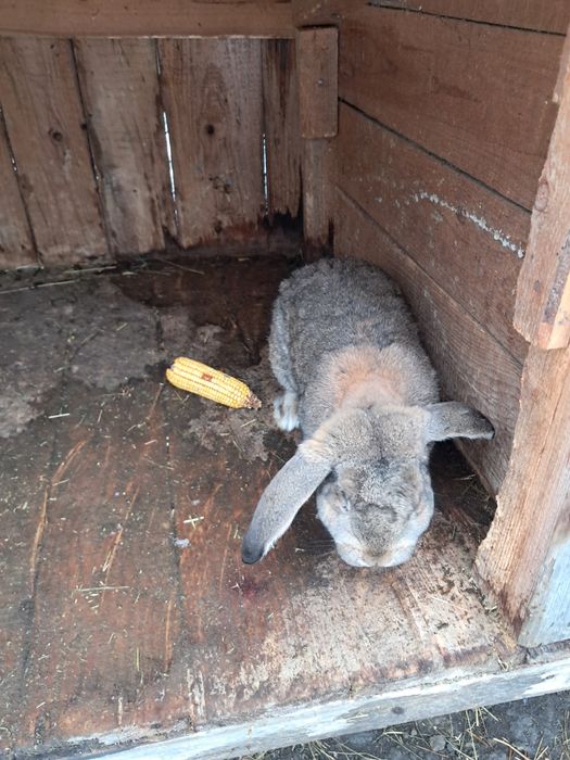 Iepuri berbec german