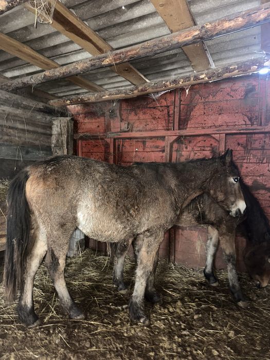 Жылкы тай откорм