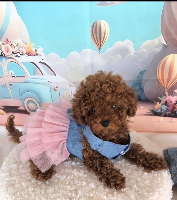 Пудел той Poodle toy с родословие