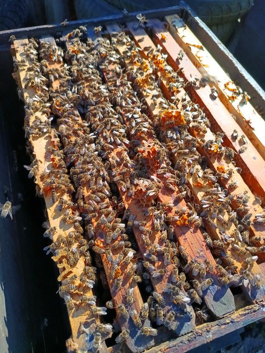 familii albine stupi