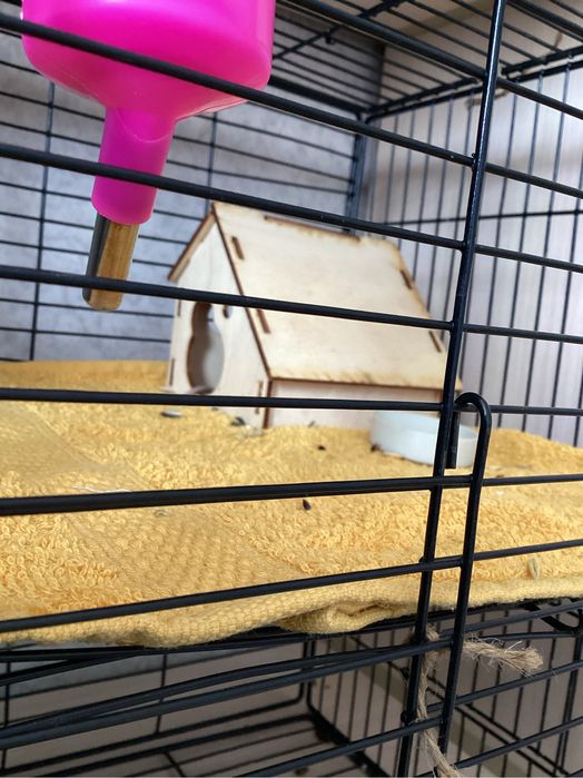 Продаются крысы декоративные