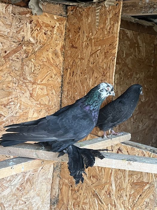 Голубь Гульсар Молодноц самец