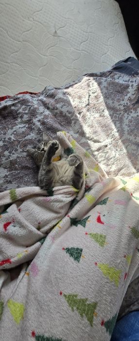 Кошку в добрые руки