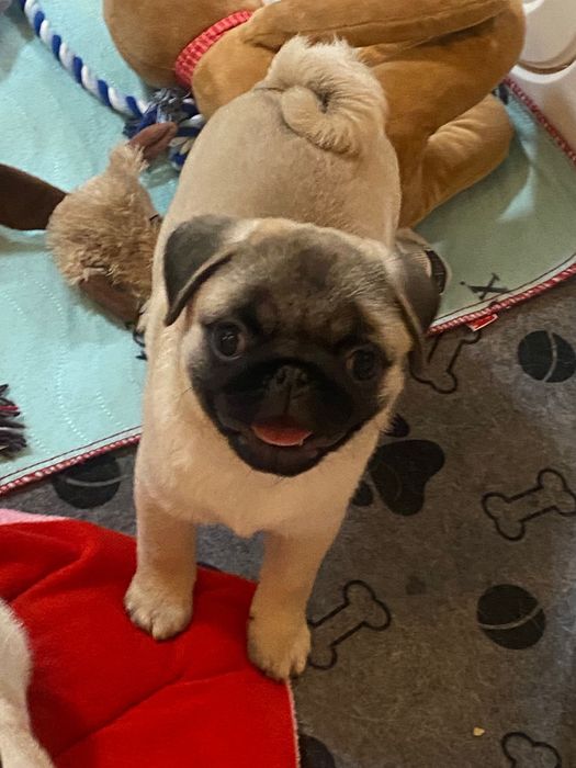 Fetita pug cu pedigree FCI