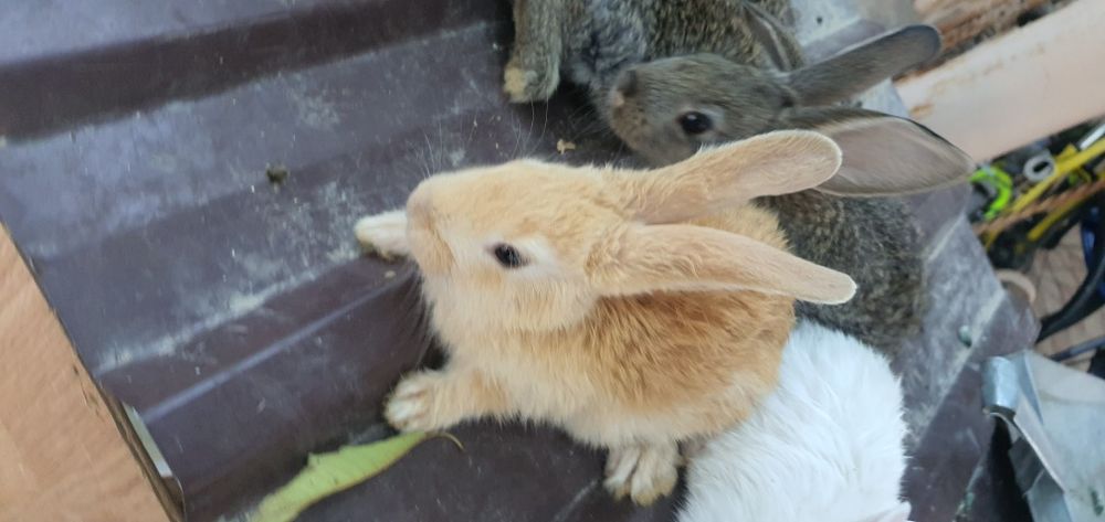 Quyon va tovuq va katak