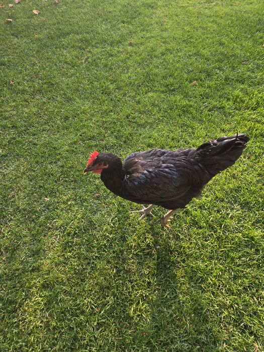 Gigant qora shahzoda ho'rozlari