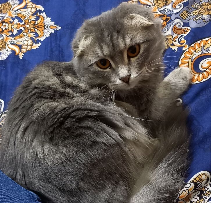 Scottish fold (ayol)