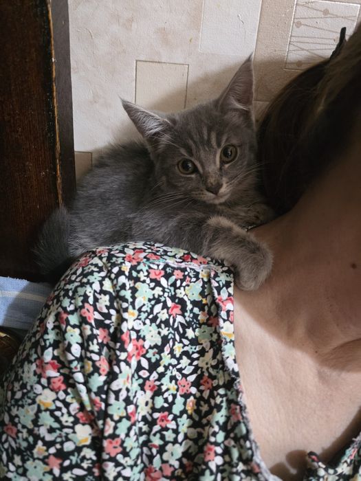 Отдам в добрые руки