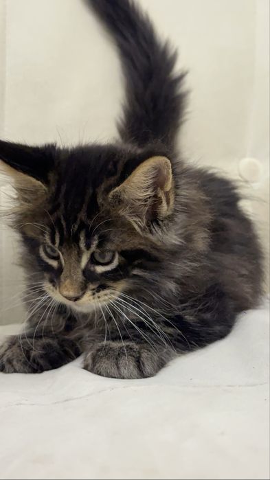 Котята Maine Coon от титулованных родителей. Цена от 650 до 1200 $