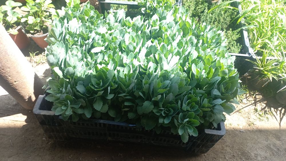 Розы оптом        .