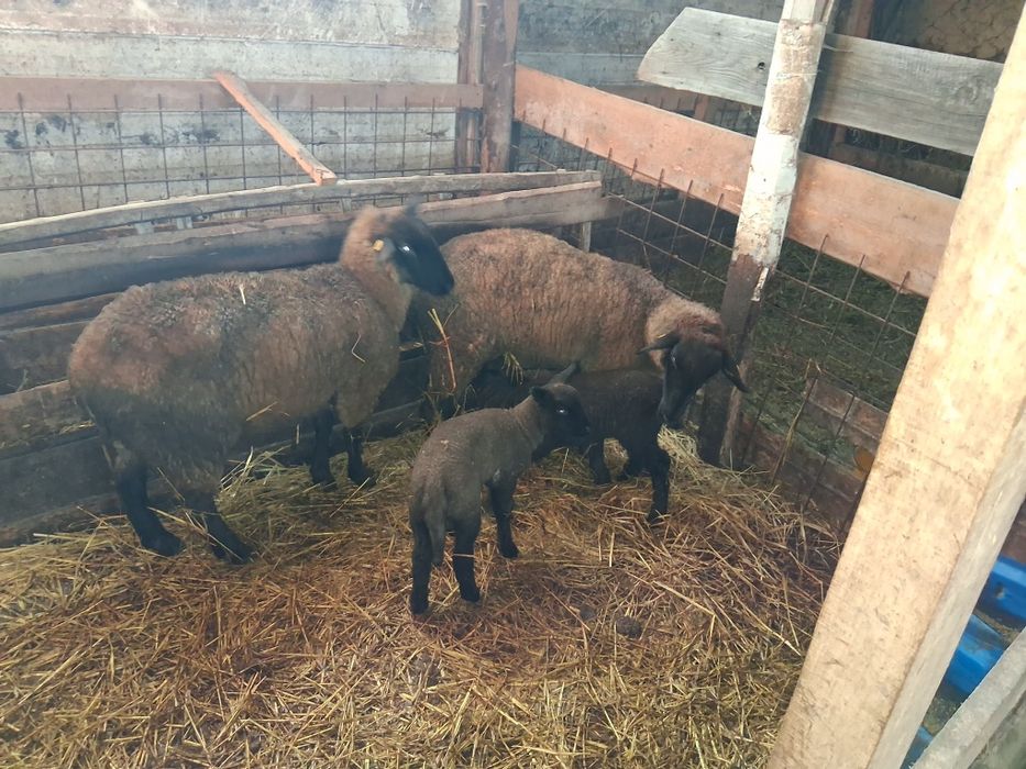 Oi sulfok de vânzare