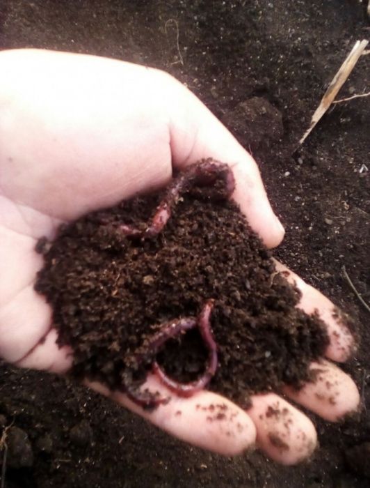 Biohumus 100% tabiiy o'g'it