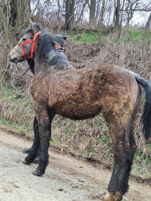 De vânzare mânz  cuminte